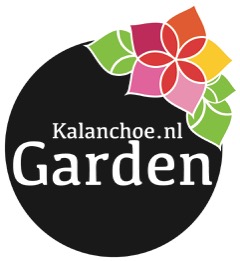 Garden Kalanchoe.nl zwart bloem kleur