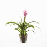 Guzmania 
