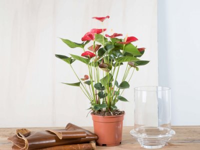 Stap voor stap: Anthurium arrangement met eigenwijze leather look