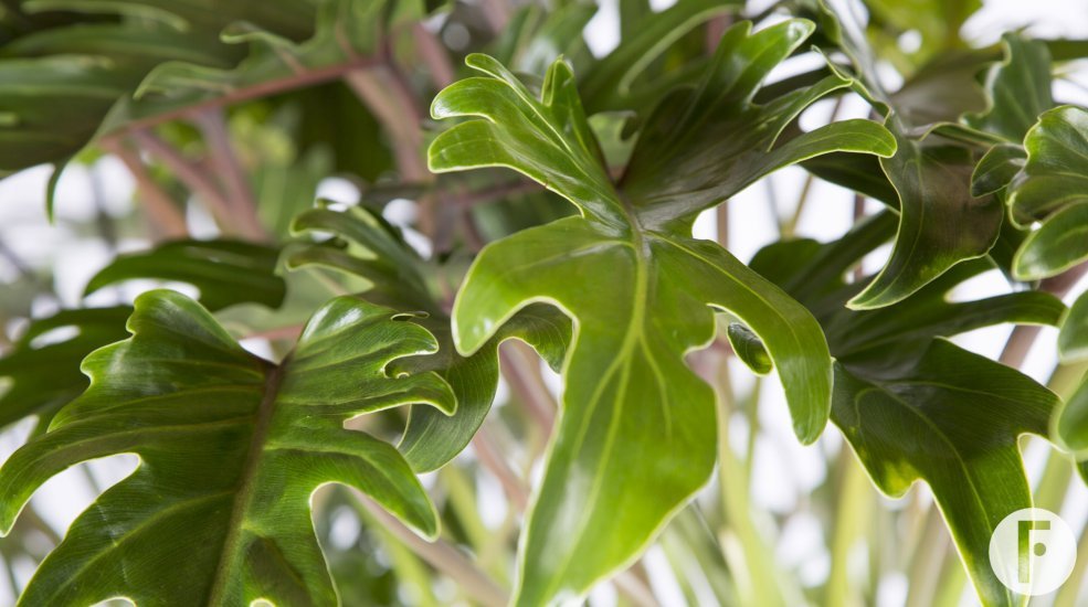 Philodendron Xanadu Closeup