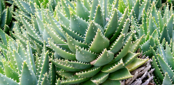 aloe