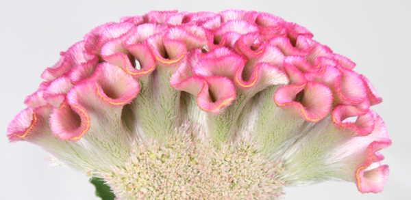 celosia