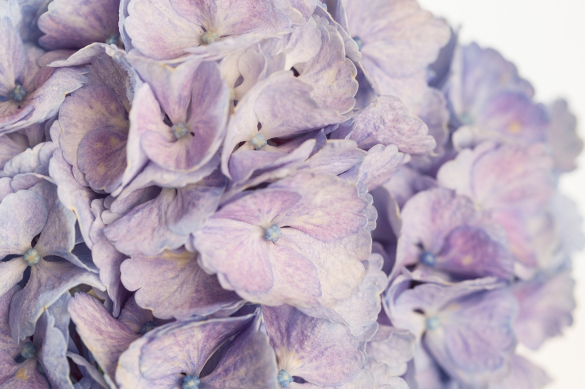 SRGBHydrangea blue close