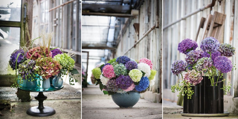 snij hortensia gecombineerd beeld