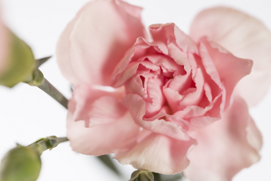 10a Dianthus Tr.L.Pink Star