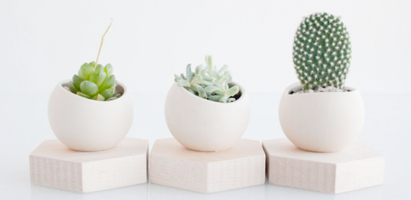 cactus4