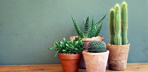 cactus5