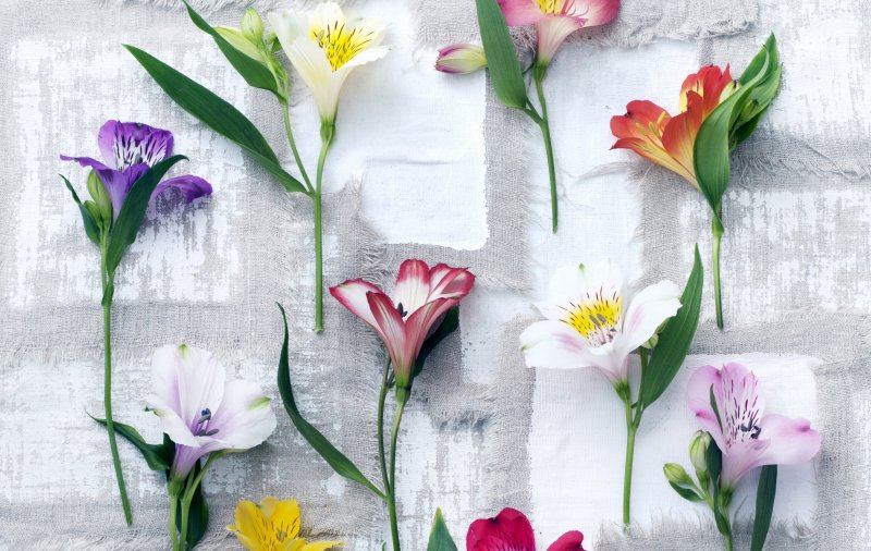 alstroemeria 2015 02 uitsnede