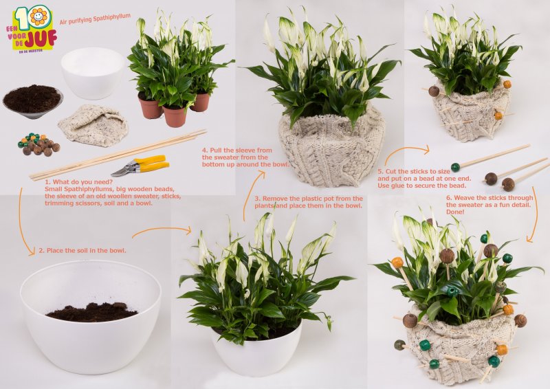 stap voor stap 2 Spathifyllum engels