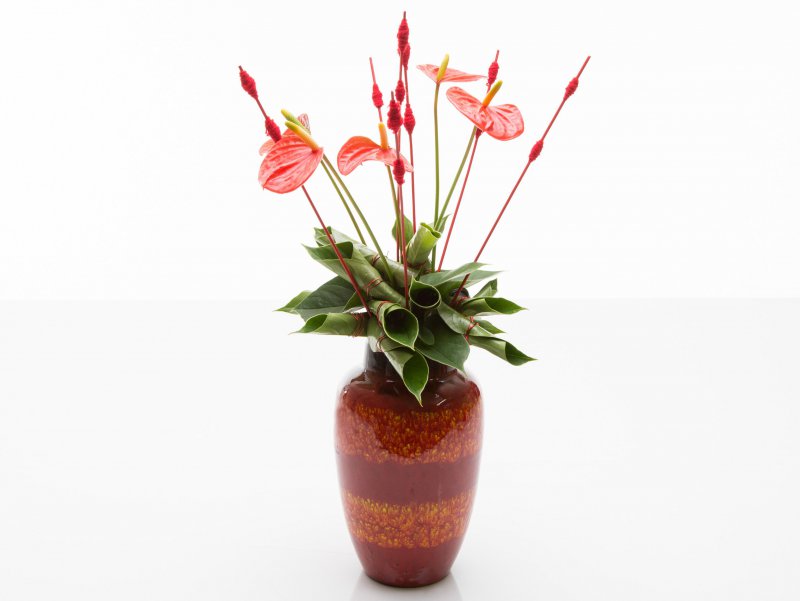 sbs Anthurium plant turns flower arrangement15