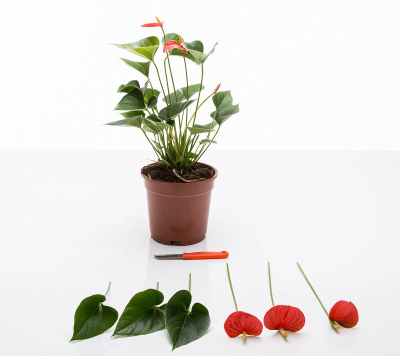 sbs Anthurium plant turns flower arrangement10