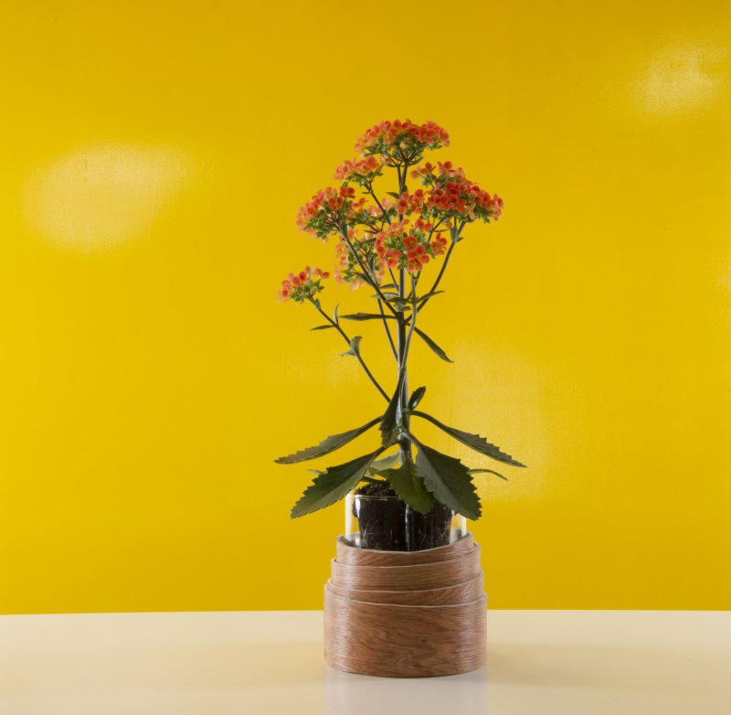 AlwaysKalanchoe Extra SBS Orange Easy s3