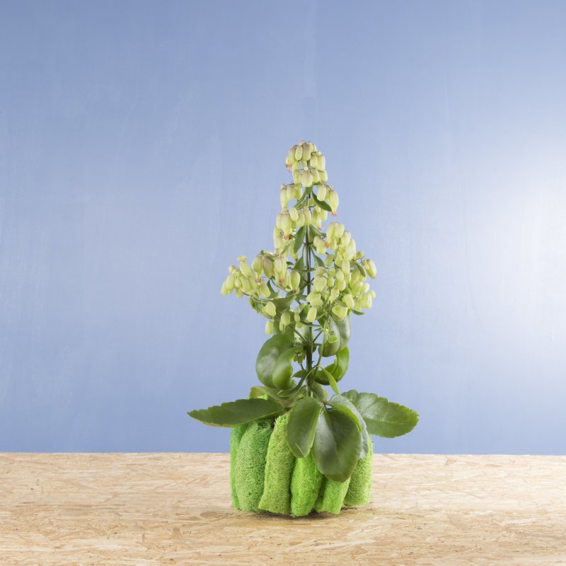 kalanchoe sbs roos 1