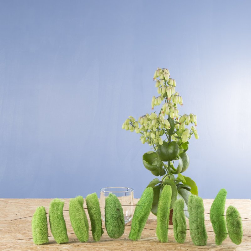kalanchoe sbs roos 5