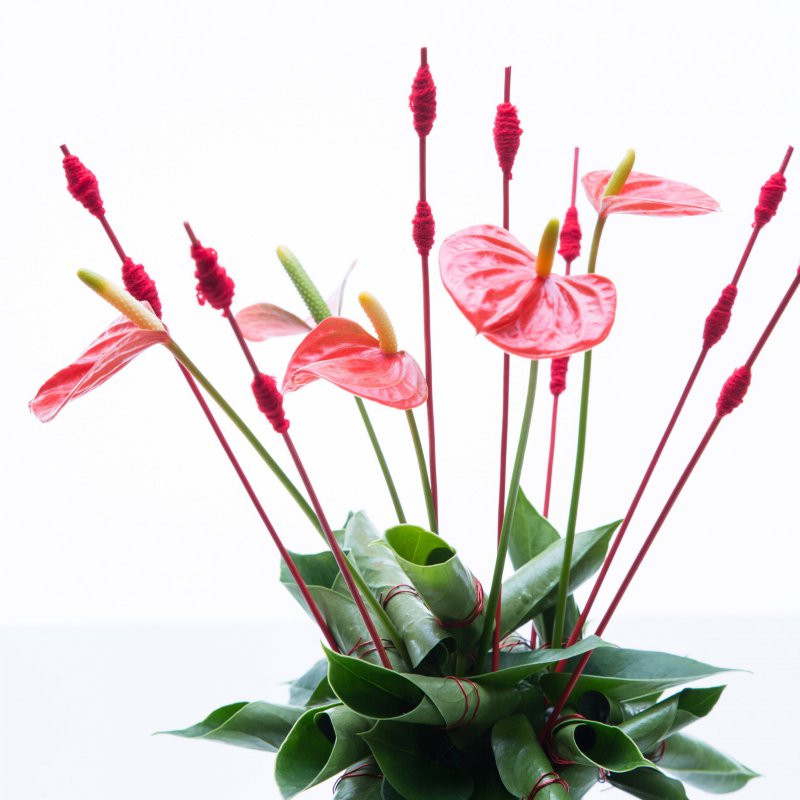 sbs Anthurium plant turns flower arrangement14