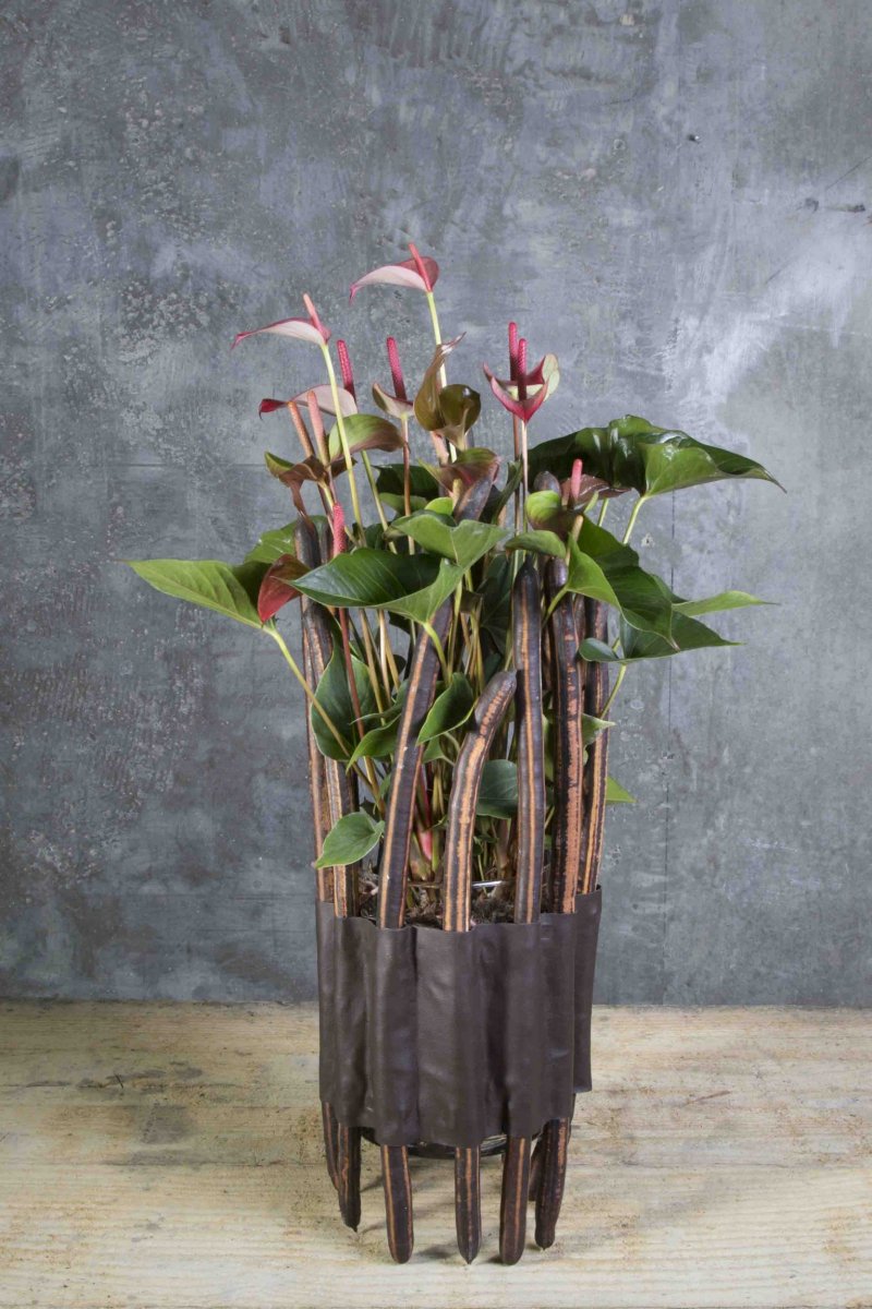 Fuerte Planta sbs1 Roos van Unen Hot Lips 7