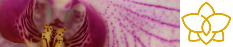 header ichtus nieuw logo3