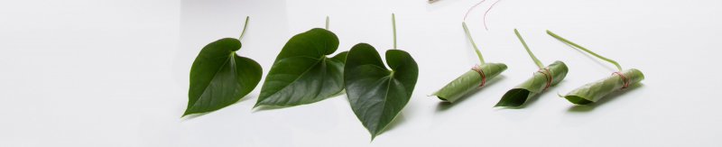 sbs Anthurium plant turns flower arrangement12
