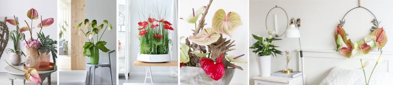 Anthurium compilatie2
