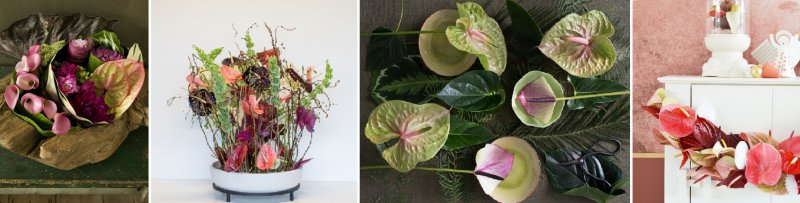 Anthurium compilatie3