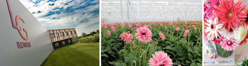 LG flowers2