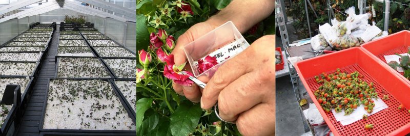 Interplant Roses bedrijfspagina2