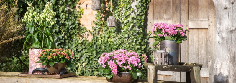 altijd kalanchoe buiten banner