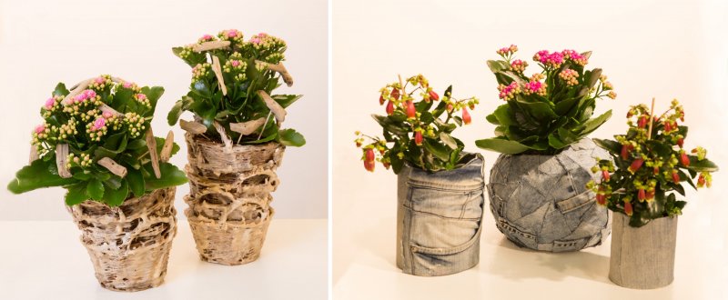 Always Kalanchoe IPM