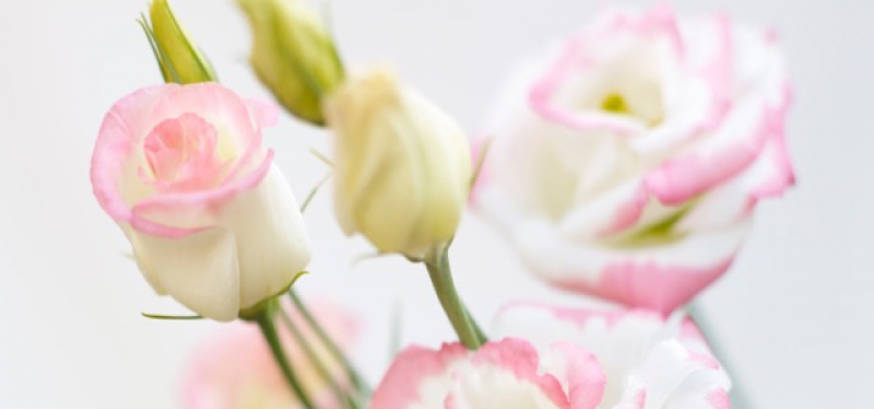 van der lugt lisianthus