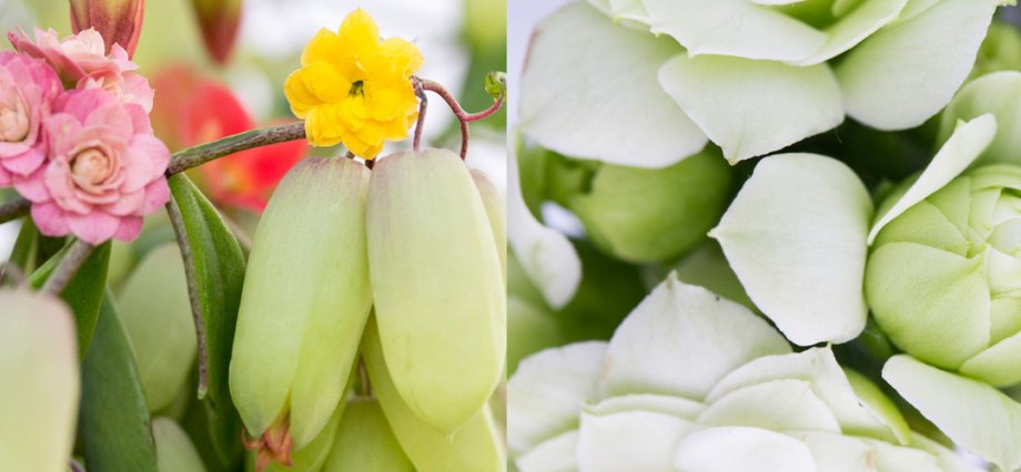 kalanchoe bells en wit close up