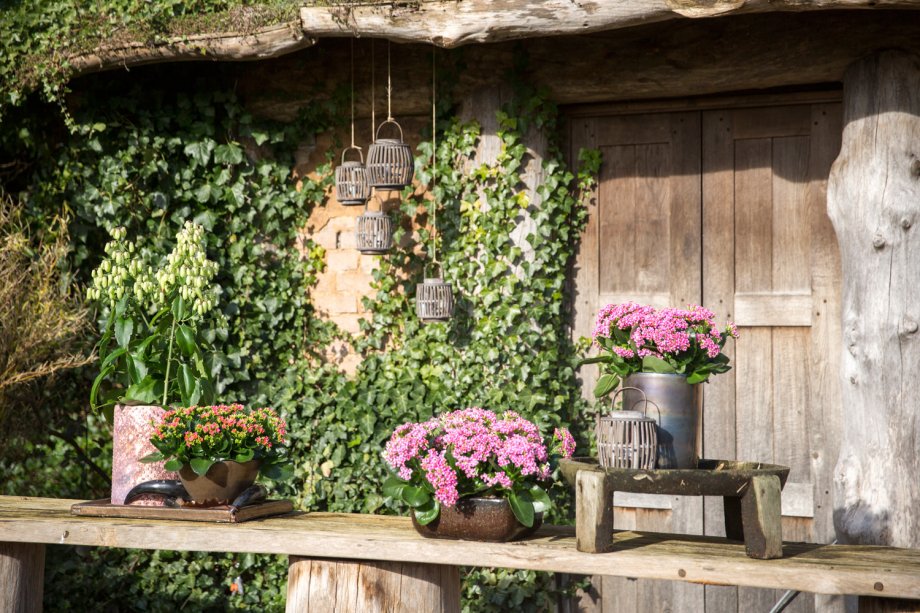 altijd kalanchoe buiten