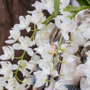 Ice Cascade Cymbidium