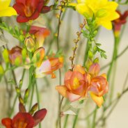 Vlammend #FreestyleFreesia design - close-up