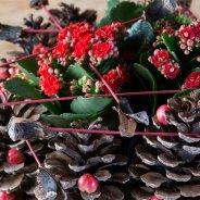 Kalanchoe pine cone design Roos van Unen Flower factor Always kalanchoe close up