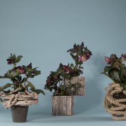 Winterse Helleborus Frostkiss arrangementen 