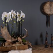 orchids and antlers design Pim van den Akker Flower Factor for Opti flor close up liggend