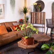 Trendy Dianthus in tough interior