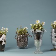 'Verboom Beauty' Hellebore winter arrangements