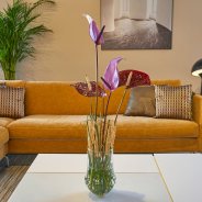 Snij Anthuriums in woonstijl 'Modern'