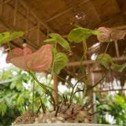 Artistic cut Anthuriums in a design by Roos van Unen