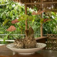 Artistic Anthurium arrangement