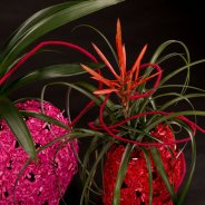 Festive Christmas arrangement with Bromeliads
