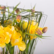 Freesia in hoogstaand gras close-up