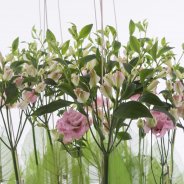 Charmelia display design David Ragg close up preview2