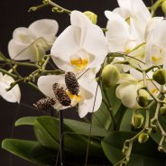 Willd Orchid van Opti-flor in een winters design van Roos van Unen