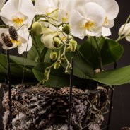 Willd Orchid van Opti-flor in een winters design van Roos van Unen