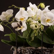 Willd Orchid van Opti-flor in een winters design van Roos van Unen