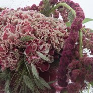 Vintage Dianthus bouquet close up
