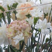 Trendy Dianthus tafelstuk - detail