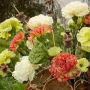 Trendy Dianthus frame bouquet - close-up